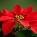 Flor de Natal (Poinsétia): o que é, como cuidar e como escolher a sua