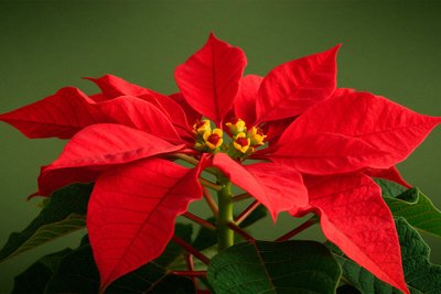 Flor de Natal (Poinsétia): o que é, como cuidar e como escolher a sua