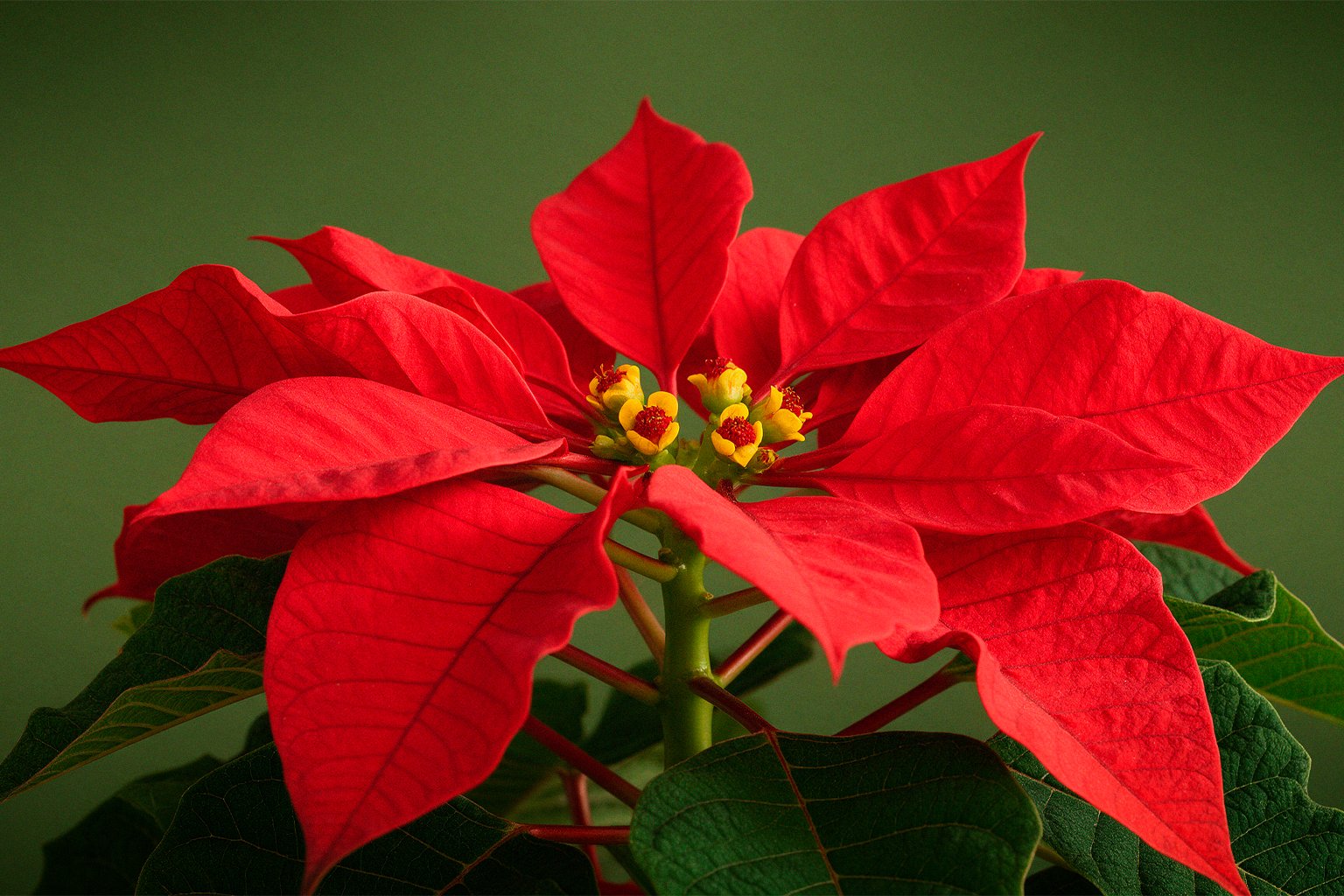Flor de Natal (Poinsétia): o que é, como cuidar e como escolher a sua