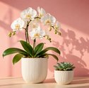 Como cuidar de orquídeas e suculentas: guia completo para iniciantes